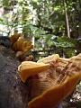 Bracket fungi, Binna Burra IMGP1359